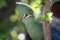 Knysna Loerie or Tureco Bird