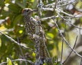 Knysna-specht, Knysna Woodpecker, Picus notatus Royalty Free Stock Photo