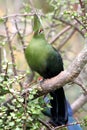 Knysna Turaco