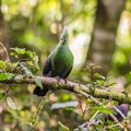 Knysna Turaco