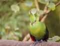 Knysna Turaco