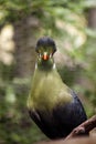 Knysna Turaco