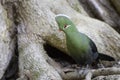 Knysna turaco on forest floor