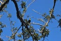 A Knysna Turaco, or Loerie, sitting in a tropical tree. South Africa.