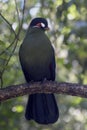 Knysna turaco perched on branch