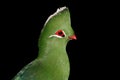 Knysna turaco portrait