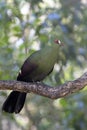 Knysna turaco perched on branch