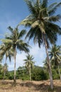 Ko Chang island landscape