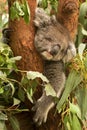 Koala Royalty Free Stock Photo