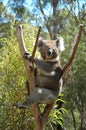 Koala. Royalty Free Stock Photo