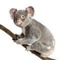 Koala Royalty Free Stock Photo