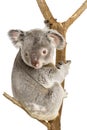 Koala Royalty Free Stock Photo