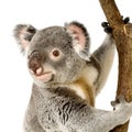 Koala Royalty Free Stock Photo