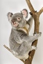 Koala Royalty Free Stock Photo
