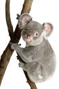 Koala Royalty Free Stock Photo