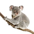 Koala Royalty Free Stock Photo