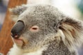 Koala Royalty Free Stock Photo