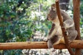 Koala Royalty Free Stock Photo
