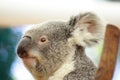 Koala Royalty Free Stock Photo