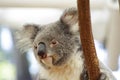 Koala Royalty Free Stock Photo