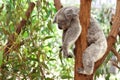 Koala Royalty Free Stock Photo