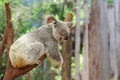 Koala Royalty Free Stock Photo