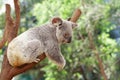 Koala Royalty Free Stock Photo
