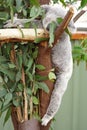 Koala Royalty Free Stock Photo