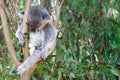 Koala Royalty Free Stock Photo