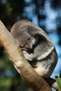 Koala Royalty Free Stock Photo