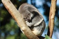 Koala Royalty Free Stock Photo