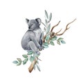 Koala animal watercolor illustration. Grey wild australia endemic furry bear with eucalyptus leaves. Cute koala bear on Royalty Free Stock Photo