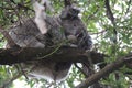 koala - apollo bay along the great ocean road - australia