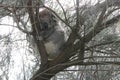 koala - apollo bay along the great ocean road - australia