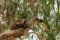 Koala asleep in a eucalyptus tree in Kennett River, Great Ocean Road, Australia