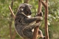 Koala asleep in tree Royalty Free Stock Photo