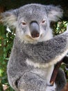 Koala in Australia Royalty Free Stock Photo