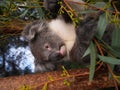 Koala in Australia Royalty Free Stock Photo