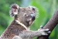 Koala in Australia Royalty Free Stock Photo