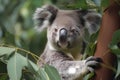 Koala - Australia (Generative AI) Royalty Free Stock Photo