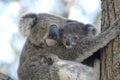 Koala with baby Anna bay, New South Wales