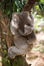 Koala with baby climbing on a tree Royalty Free Stock Photo