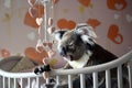 koala in a baby crib, holding a mobile with hanging hearts Royalty Free Stock Photo