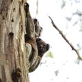 Koala with baby Australia