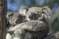 Koala with baby in gum tree