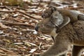 Koala baby rides on striding mother