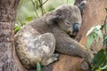 Koala Bea, Sydney, Australia.