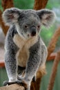 Koala Bear #1 Royalty Free Stock Photo
