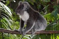Koala Bear Royalty Free Stock Photo