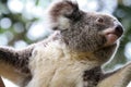Koala Bear Royalty Free Stock Photo